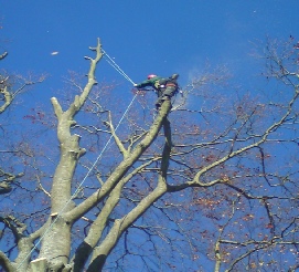 Townscape Tree surgery works